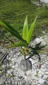 Młoda palma kokosowa