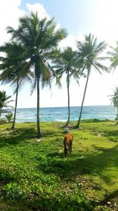 Las Galeras