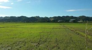 pola ryżowe